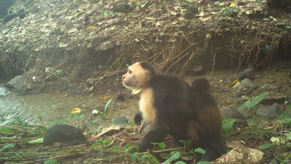 Monkeys are kidnapping babies of another species on a Panamanian island, perplexing scientists