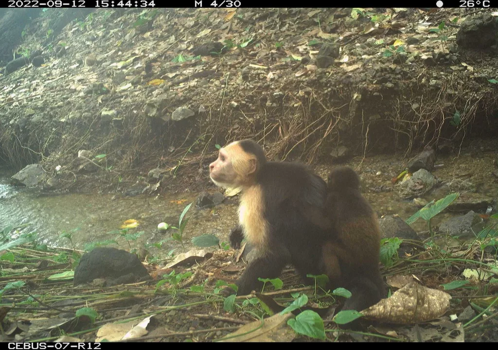 Monkeys are kidnapping babies of another species on a Panamanian island, perplexing scientists