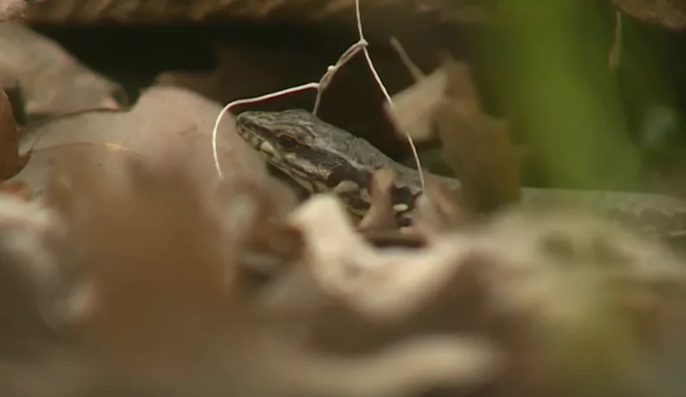 They were smuggled from Italy by a child. Now, there are millions of Lazarus Lizards in Cincinnati