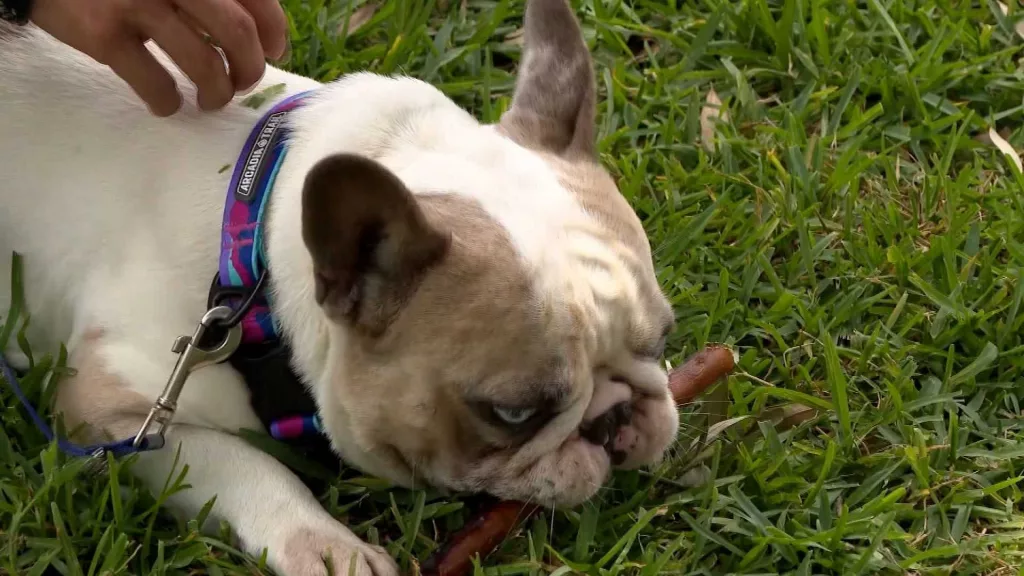 VIDEO: A family's missing French bulldog found 1,000 miles away in Chicago