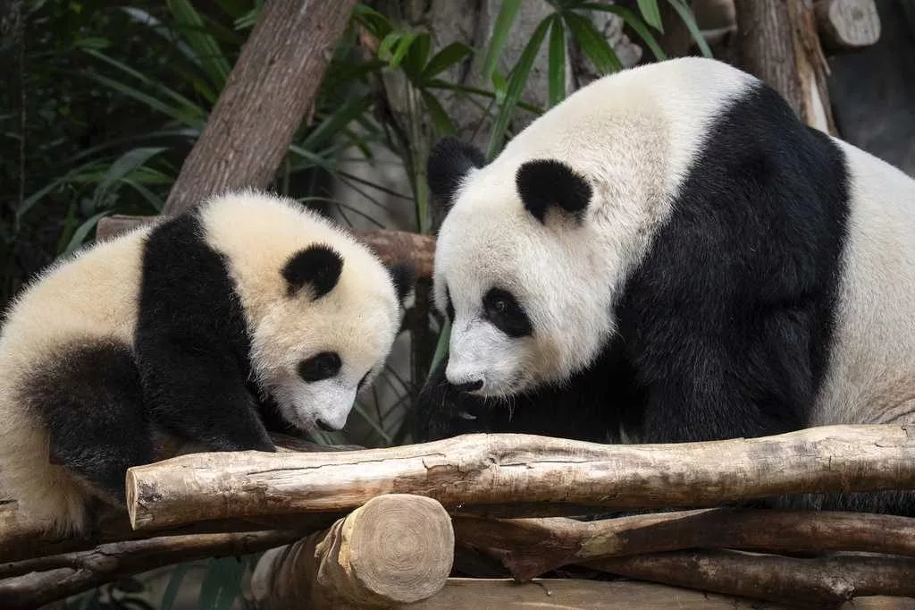 Meet Jia Jia and De De, Hong Kong's first locally born giant pandas