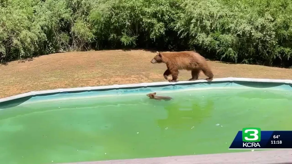 Video shows bear cub get a swimming lesson from its mom in California pool