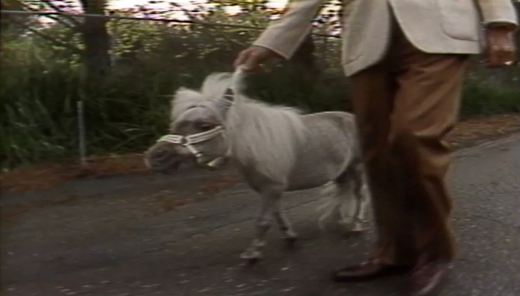 Tiny horses, big price tags! In 1986, these adorable mini horses cost as much as a luxury car