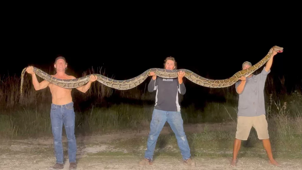 Trio of trappers capture massive 16-foot Burmese python in Florida