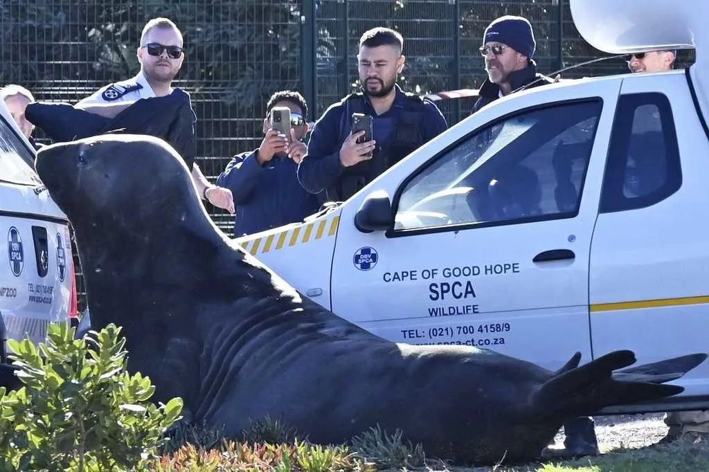 'How did you get here?' A large elephant seal is found lumbering along a South African street