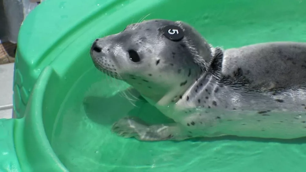 Video: Seal pup being nurtured back to health after found staving on Washington beach