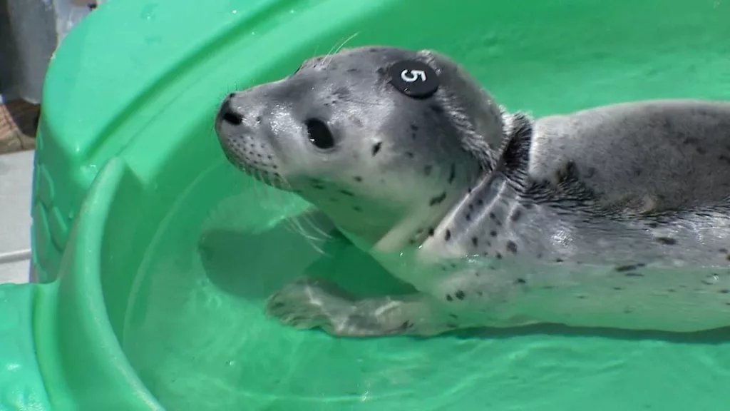Video: Seal pup being nurtured back to health after found staving on Washington beach