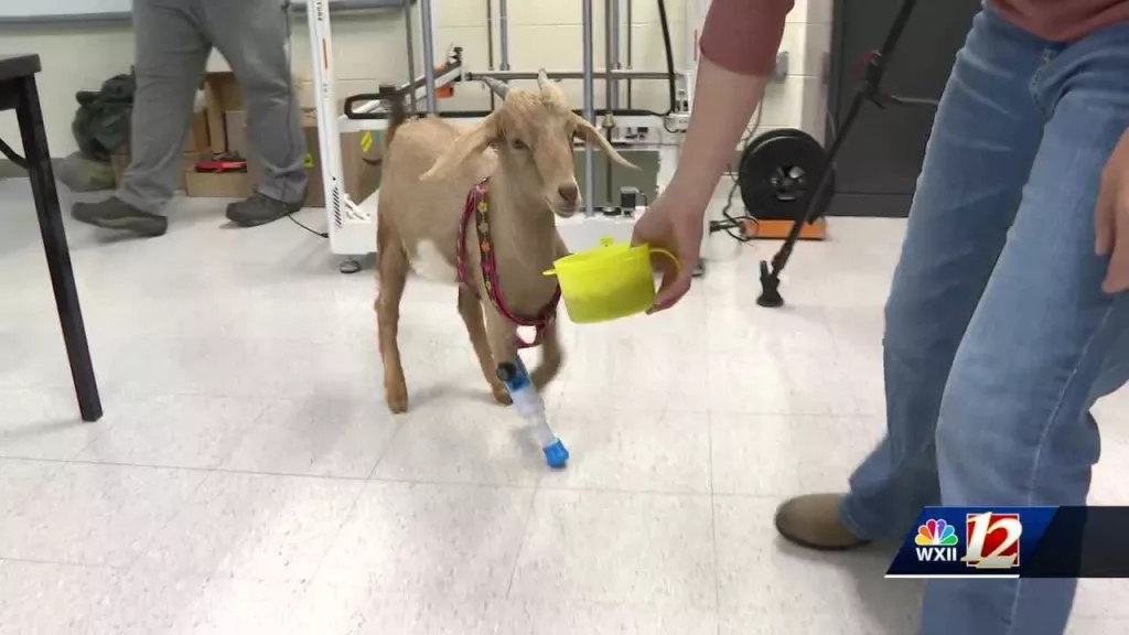 Baby goat takes her first steps thanks to NC community college students