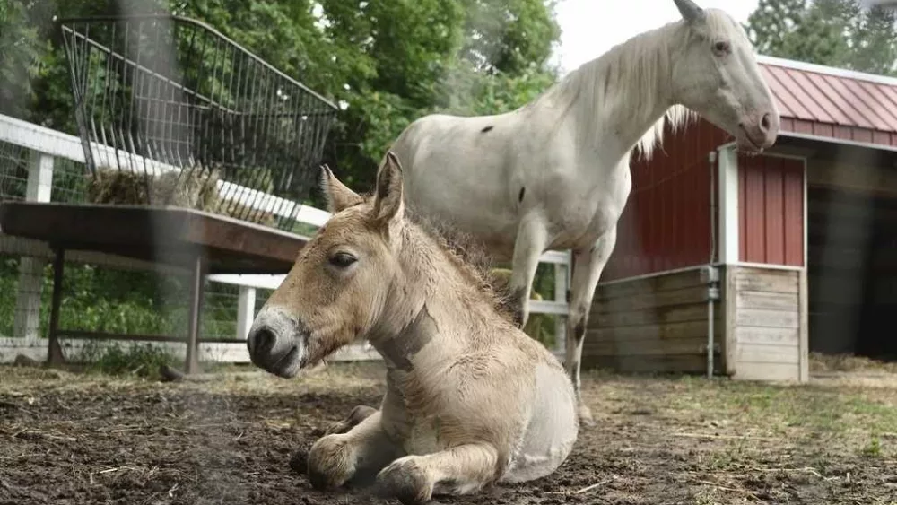 Rejected by his mother, a rare wild Asian horse foal finds a new mom in a grieving domestic mare