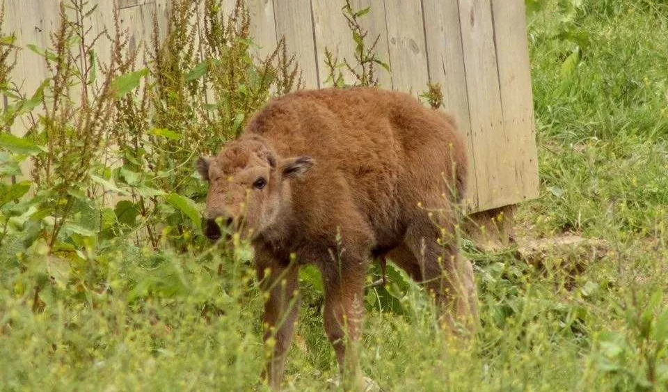 'Bouncing baby' buffalo 'Kai' born in Pennsylvania preserve
