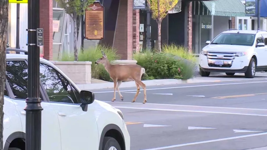Video: Polite deer go viral for using crosswalk