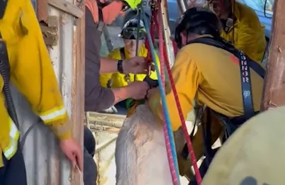 15-year-old, 2 dogs rescued from abandoned California well shaft