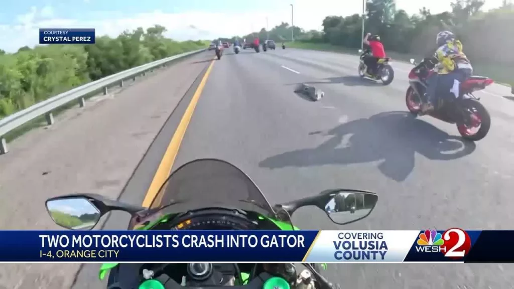 'I flipped over the handlebars': Gator causes motorcycle riders to crash on Florida highway