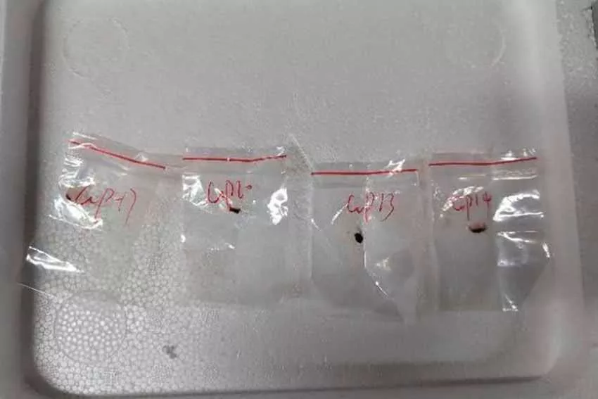 Chinese researchers charged with smuggling biological pathogen to study at US lab