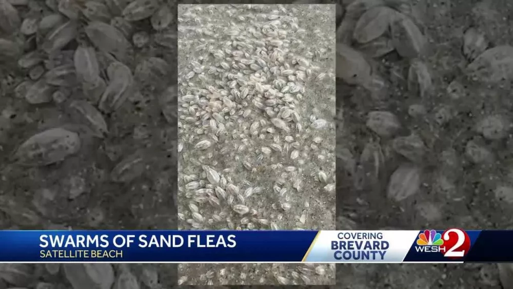 Video shows sand fleas swarming Florida beach | What a doctor says about the critters