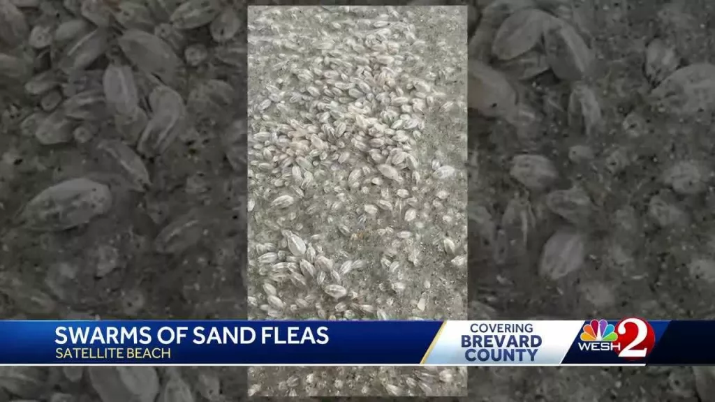 Video shows sand fleas swarming Florida beach | What a doctor says about the critters