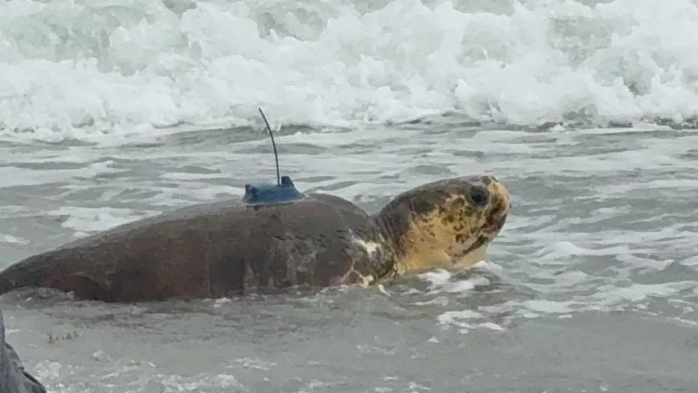 Dilly Dally, an amputee sea turtle, returns to ocean with help
