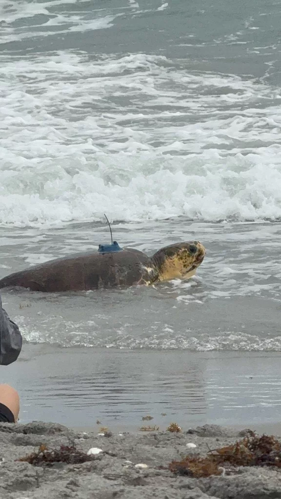 Dilly Dally, an amputee sea turtle, returns to ocean with help