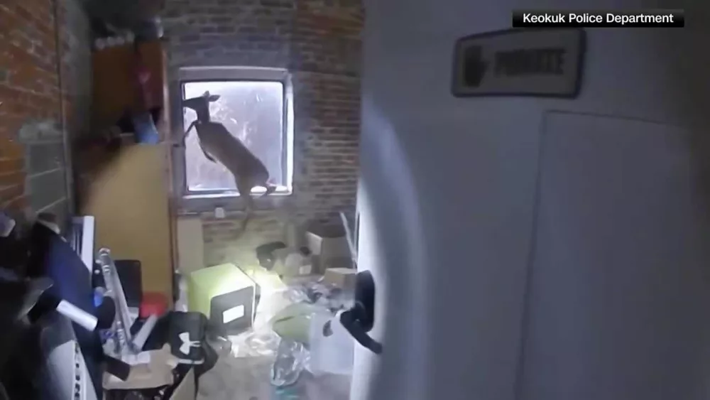 WATCH: Police officer's viral bodycam footage shows deer breaking into salon