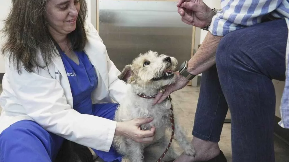 Dogs and cats can also suffer from allergies, but there are ways to help