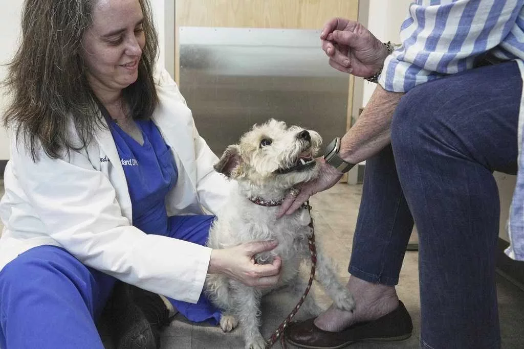 Dogs and cats can also suffer from allergies, but there are ways to help