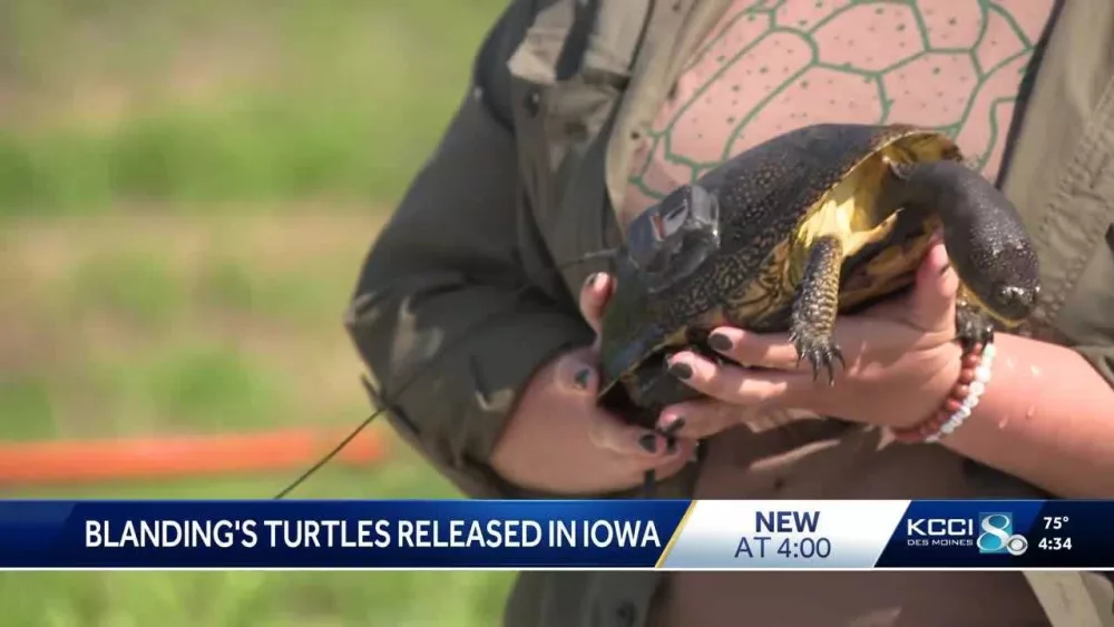 'Super cool, super ecologically important': Threatened turtles raised in zoo released into Iowa wild