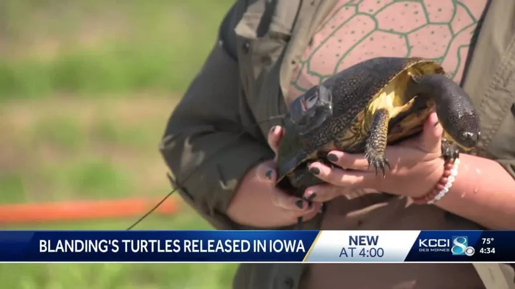 'Super cool, super ecologically important': Threatened turtles raised in zoo released into Iowa wild