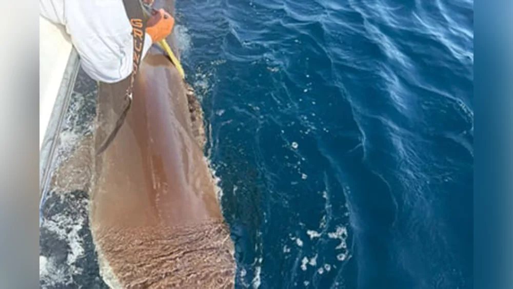 Endangered shark tracked off the coast of Beaufort County