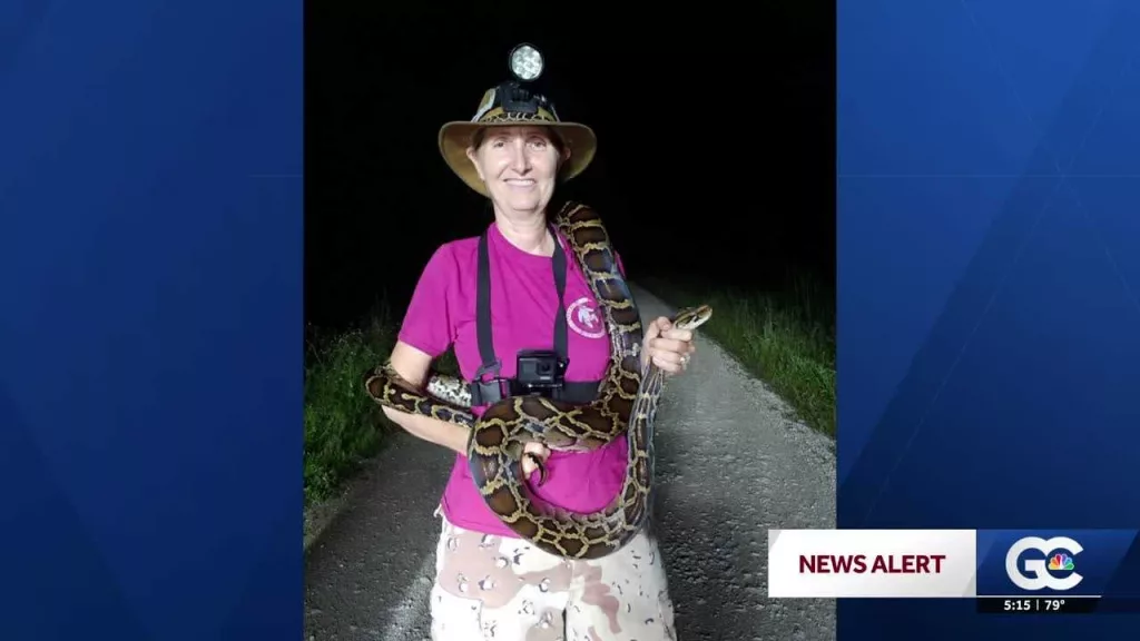 Woman catches 16 invasive pythons in Everglades in one month