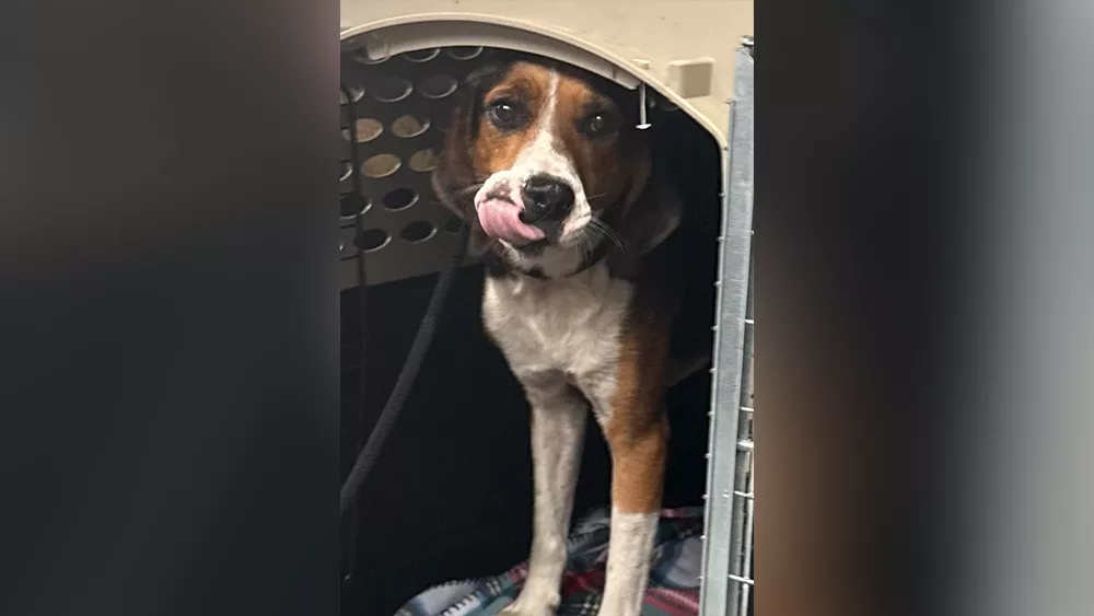 Police called out to Beaufort County grocery store for '4-legged trespasser'