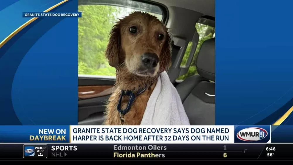 After more than a month in the woods, New Hampshire family’s dog safely recovered