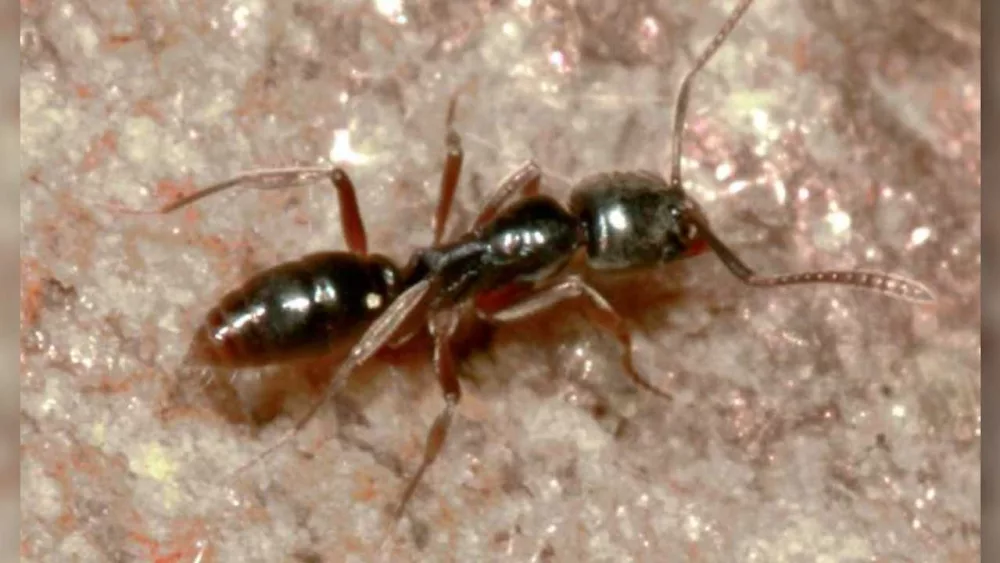 Japanese needle ants spark concern in Georgia after hospitalizations