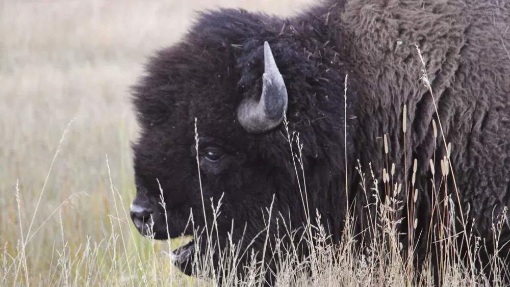 Bison gores man in Yellowstone after visitors get too close