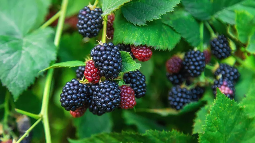 New to the ‘Dirty Dozen’ list: Blackberries and potatoes