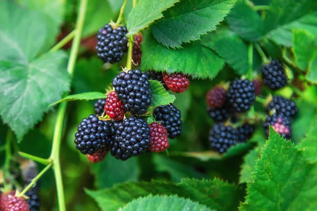 New to the ‘Dirty Dozen’ list: Blackberries and potatoes