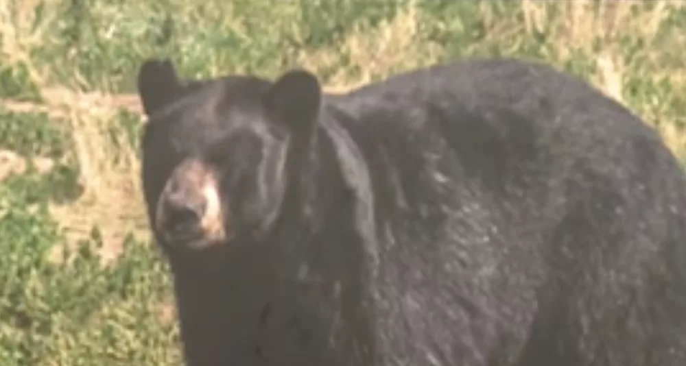 bear1-684bb413b1086