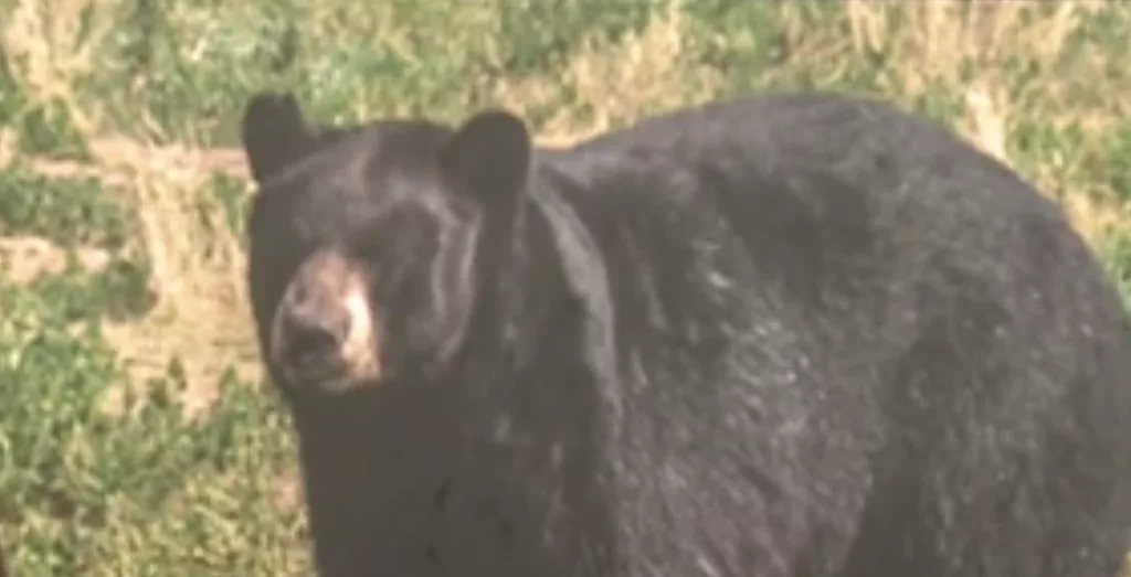 bear1-684bb413b1086