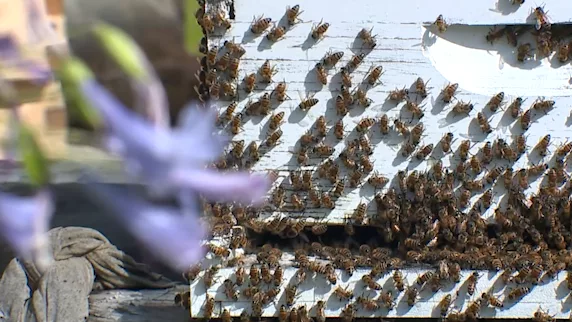 bees-684bddf2d2ada