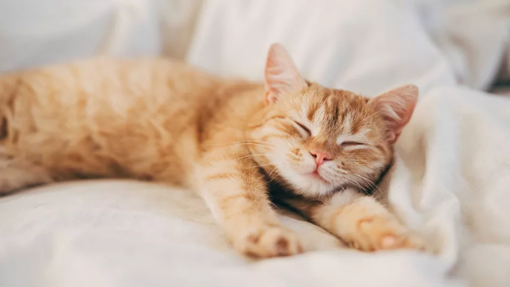 Should you let pets sleep next to you? (Does it even matter what the experts say?)