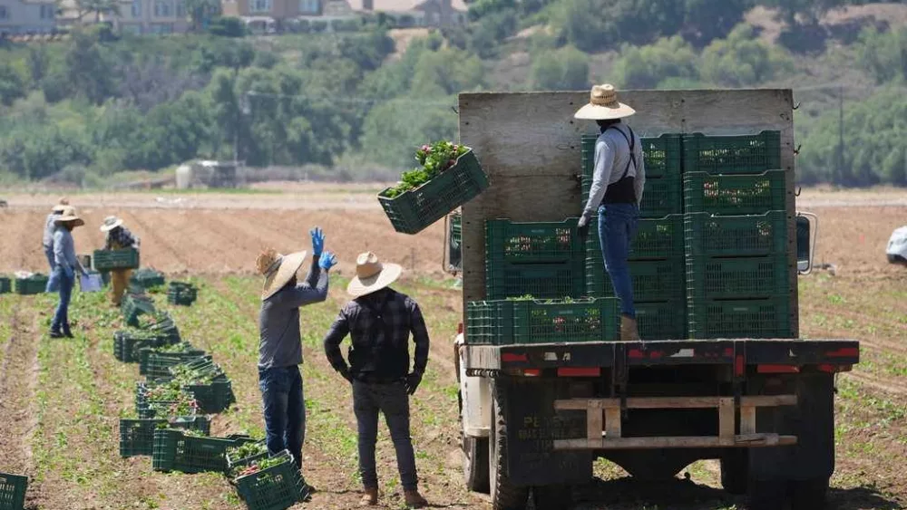 Immigration raids are threatening businesses that supply America's food, farm bureaus say