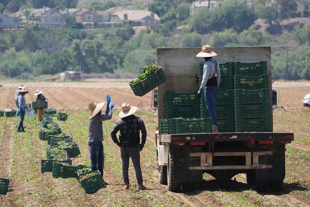 Immigration raids are threatening businesses that supply America's food, farm bureaus say