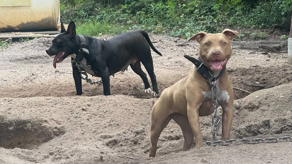 Three charged in major dog fighting investigation in Richland county