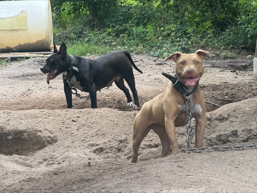 Three charged in major dog fighting investigation in Richland county