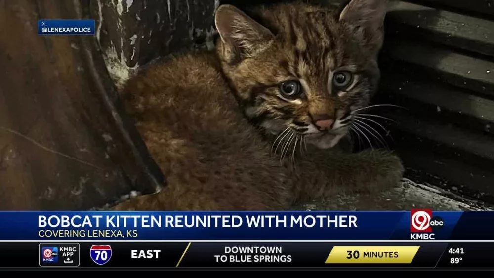 Animal control captures baby bobcat from home after storm, helps reunite mom and kitten