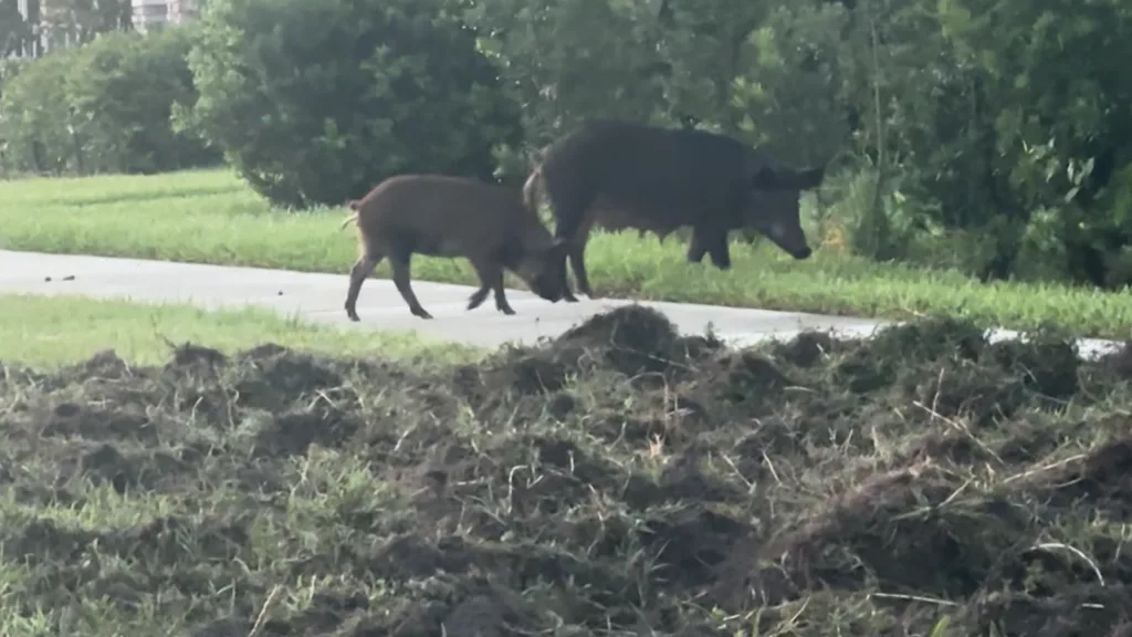 Florida residents on edge after wild boars wreck yards