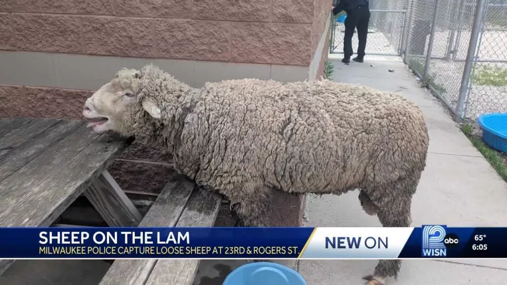 Police corral runaway sheep in a Wisconsin city