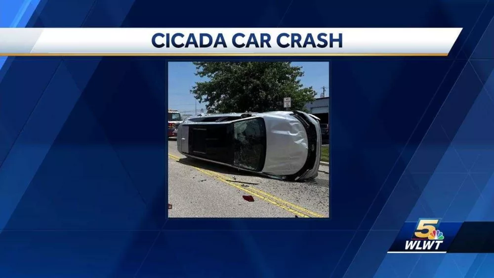 Cicada flies into car window, causing driver to lose control, crash into pole