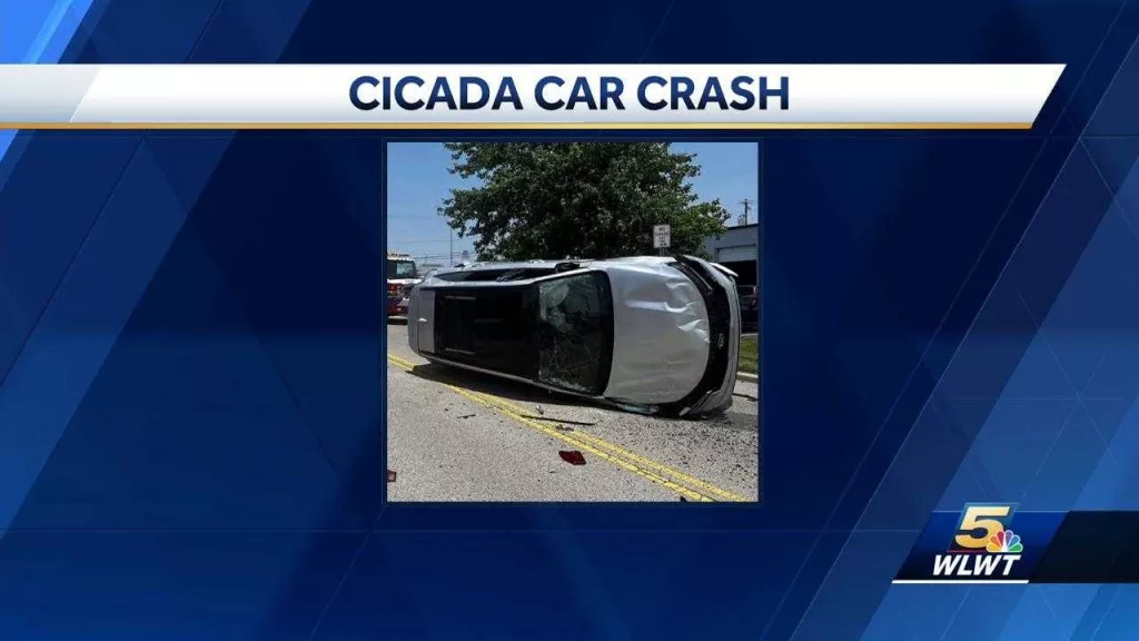 Cicada flies into car window, causing driver to lose control, crash into pole