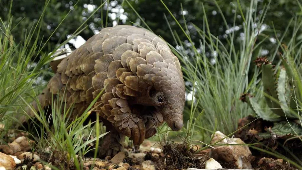 The world's most trafficked mammal is the pangolin. US officials say it's an endangered species