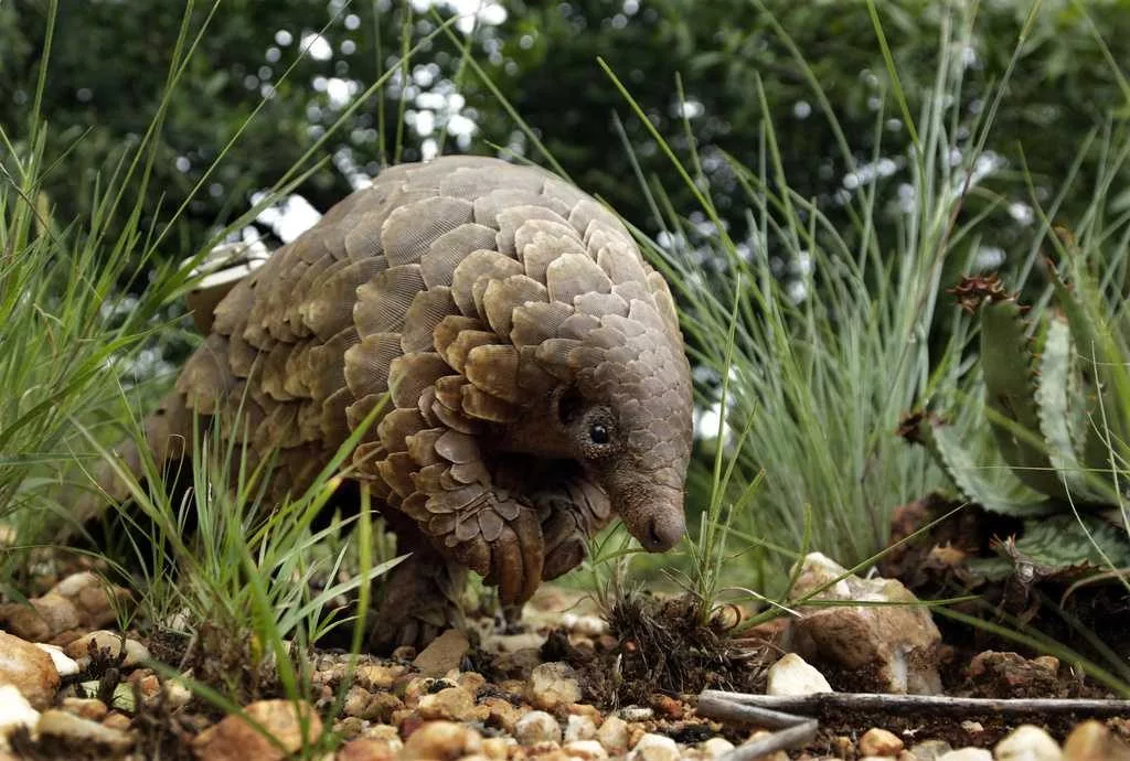 The world's most trafficked mammal is the pangolin. US officials say it's an endangered species